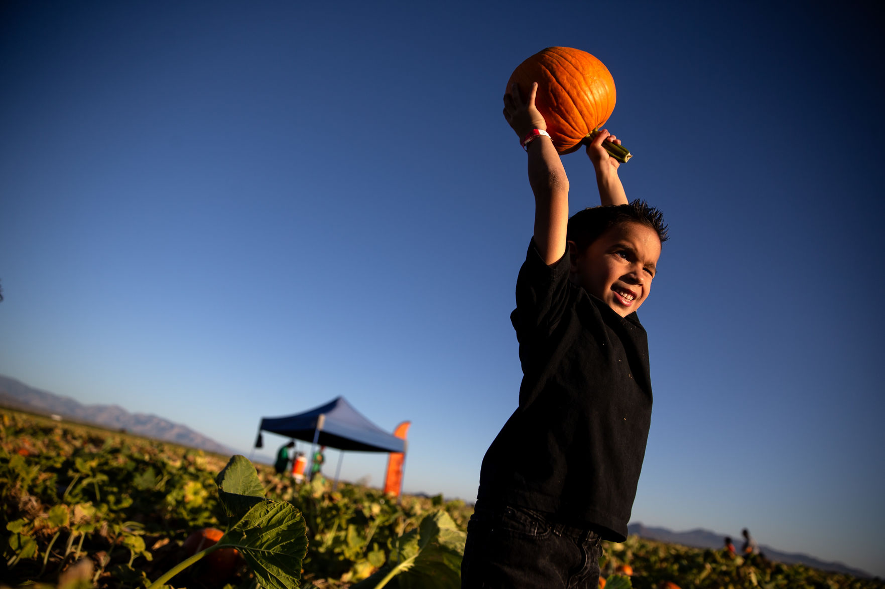 Pumpkin Patch